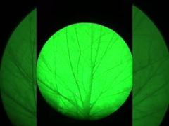 تأثير الرؤية الليلية